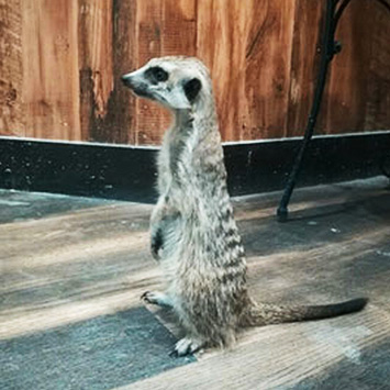 仙台で珍しい動物と直接触れ合えるカフェなら ふくろうカフェricky リッキー